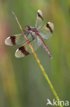 Bandheidelibel (Sympetrum pedemontanum) 