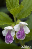 Bastaardmelisse (Melittis melissophyllum)