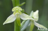 Bergnachtorchis (Platanthera chlorantha) 