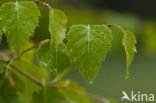 Berk (Betula)