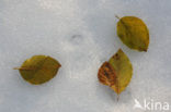 Beuk (Fagus sylvatica)