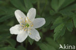 Bosanemoon (Anemone nemorosa)