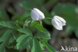 Bosanemoon (Anemone nemorosa)