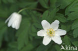 Bosanemoon (Anemone nemorosa)