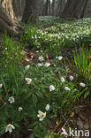 Bosanemoon (Anemone nemorosa)