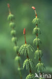 Bospaardenstaart (Equisetum sylvaticum)