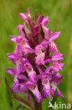 Brede orchis (Dactylorhiza majalis)