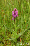 Brede orchis (Dactylorhiza majalis)