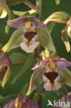 Brede wespenorchis (Epipactis helleborine)