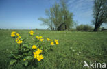 Dotterbloem (Caltha palustris)