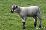 Entre Sambre et Meuse (Ovis domesticus)