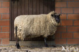 Entre Sambre et Meuse (Ovis domesticus)