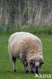 Entre Sambre et Meuse (Ovis domesticus)