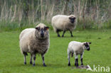 Entre Sambre et Meuse (Ovis domesticus)