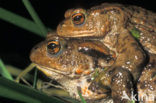 Gewone pad (Bufo bufo)