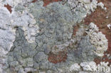 Gewone poederkorst (Lepraria incana)