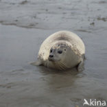 Gewone zeehond (Phoca vitulina) 