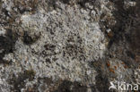 Granietschotelkorst (Lecanora gangaleoides) 