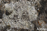 Granietschotelkorst (Lecanora gangaleoides) 