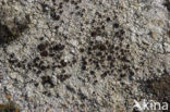 Granietschotelkorst (Lecanora gangaleoides) 