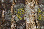 Gray-rimmed firedot lichen (Caloplaca cerina) 