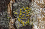 Gray-rimmed firedot lichen (Caloplaca cerina) 