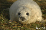 Grijze zeehond