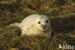 Grijze zeehond