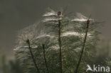 Grove den (Pinus sylvestris)