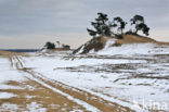 Grove den (Pinus sylvestris)