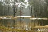 Grove den (Pinus sylvestris)