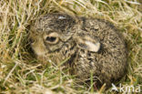 Haas (Lepus europaeus)