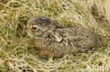 Haas (Lepus europaeus)