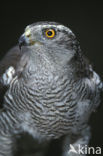 Havik (Accipiter gentilis)