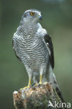 Havik (Accipiter gentilis)