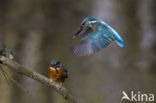 IJsvogel (Alcedo atthis)