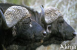 Kaapse buffel (Syncerus caffer)