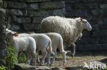 Kempens schaap (Ovis domesticus)