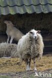 Kempens schaap (Ovis domesticus)