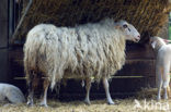 Kempens schaap (Ovis domesticus)