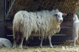 Kempens schaap (Ovis domesticus)