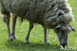 Kempens schaap (Ovis domesticus)