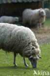 Kempens schaap (Ovis domesticus)