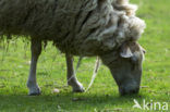 Kempens schaap (Ovis domesticus)