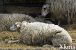 Kempens schaap (Ovis domesticus)