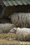 Kempens schaap (Ovis domesticus)