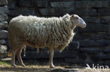 Kempens schaap (Ovis domesticus)