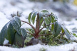 Kerstroos (Helleborus abchasicus)