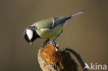 Koolmees (Parus major)