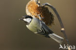 Koolmees (Parus major)